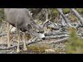 When Yellowstone is Cool : Fall Camping in Wyoming