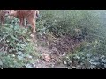 Two Fawns Grazing Along Forest Trail