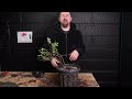 Fixing Soil That Destroyed Bonsai Mother Tree