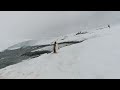3D Antarctica in VR180: Gentoo Penguin Walk!