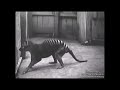 All Tasmanian Tiger Footage Ever Filmed
