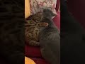 Cats bonding and being sweet