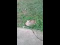 Turtle 🐢 in yard