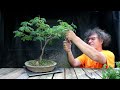 Pruning My Brazilian Rain Trees, The Bonsai Zone, Aug 2022