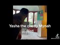 Mynah Bird Yasha