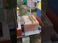 Don't mess with the Beard - Beekeeping