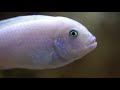 Top 5 Reasons Why Mbuna Cichlids Are Some Of The Best Fish To Keep...