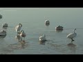 伊豆沼の冬の風景と野鳥 4K HDR Japan Amazing Nature | Migratory Birds Take flight in Izunuma マガンの一斉飛び立ち