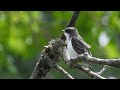 Eastern kingbird fledgling