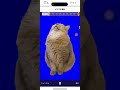 iPhoneのホーム画面で猫ミームと遊んでみた！#猫ミーム #ios #iphone #ホーム画面 #ウィジェット #かわいい #面白い #猫