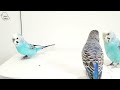 うるさいかも。インコの鳴き声呼び鳴き　鳥のさえずり  音量大　ロスト　迷子鳥　作業用 　鳴き声　budgerigar birds chirping bird call　♂