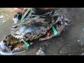 Find And Catching Crabs By Hook | BONG VATH |