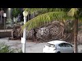 Removal of Grand Old Date Palm in Pacific Beach