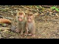 Baby monkey cries because she is afraid of her sister leaving her alone