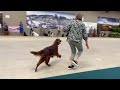 National Gundog 2024 Best in Show