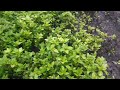 Abona Trees Is Very Beautiful Plant My Garden,  Abona Plant Natioral plant, Part-3