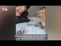 Don't Try To Be My Friend! Cat's Tearful End After Losing Trust in Humans