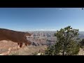 Ravens and lizards at Grand Canyon 4/6