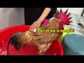 Laugh till your stomach hurts😂!The rooster was very arrogant and was taught a lesson by the cat
