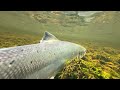 13lb Springer caught on the fly | Dochfour | salmon fishing Scotland 2024 🏴󠁧󠁢󠁳󠁣󠁴󠁿