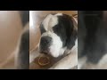 Saint Bernard Puppy growing up Timelapse - St Bernard dog | Saint Bernard Puppy to Adult