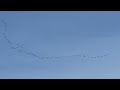 Canada Geese Migration North… Spring is here! #canadageese #migration