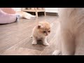 The sound when mom cat calls her kittens to nurse and when she washes for them is melt your heart.