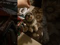 Silly Dog Refuses to get in a Basket