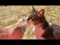 Lulu the cat grooms Lincoln the Lynx Point Siamese