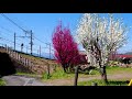 【Cherry blossoms】Hitsujiyama Park 2019 #4K #羊山公園 #芝桜