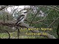 Kookaburra - Just another normal Australian day