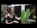 Borneo SECRET RAINFOREST Private Garden + 8 Creative Tropical Garden Design Tips!