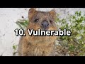 Cute and Funny Moments with 🥰 Quokka Compilation : 10 Interesting Facts about Quokka