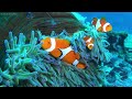 Ocean 4K - Rare & Colorful Sea Life Video - Peaceful Relaxing Music - 4K Video Ultra HD #7
