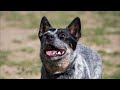 The Two Types Of Blue Heelers and How They Were Created