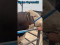 🐂SIKI PAZARLIK🐂KAÇ KG GELDİ🐂KAÇ TL🐂KURBANLIK SATIŞI BAŞLADI🐂