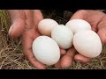 Mr Farmer TV - pick a lots of duck eggs at field after harvest rice by hand a smart farmer