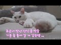 코코는 옛 여친 생각이 난다옹!!! #똑똑한  #beautiful  #cute  #귀여운 #예쁜  #funny #happylife