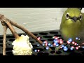 Popcorn Lovers Japanese white-eye birds, Warbling white-eye, Mejiro likes to eat popcorn #richscenic