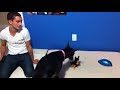 funny scared doberman