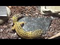 Leopard Gecko feeding video 5