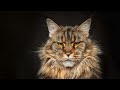 The Beauty of Maine Coon Cats: 100 Captivating Portraits