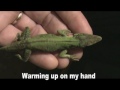 Green anole chilled by hail storm Part 1 06/21/2011