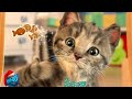 😺 МОЙ МАЛЕНЬКИЙ КОТИК Little Kitten My Favorite Cat Симулятор Кота КОТЁНОК ЛАЙК