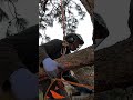 Cut Large Limb w/out Splitting