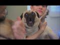 pug screaming x100