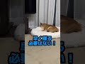 柴犬ロック の父ちゃんが早口言葉を…