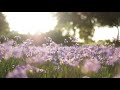 Soul In Flowers | Aakash Gandhi - Romantic Piano Music