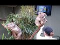 Koala Aggression