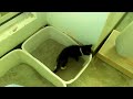 Kitten chases her own tail